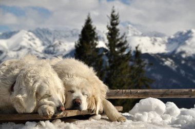 İki büyük beyaz Podhalan çoban köpeği kış boyunca dağlarda karların üzerinde dinleniyor.