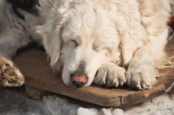 Büyük beyaz bir Polonyalı Tatra Çoban köpeği kış boyunca dağlarda karın üzerinde dinleniyor.