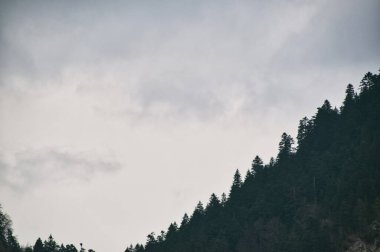 Dağ manzarası, çam ormanlarıyla kaplı dağlar.