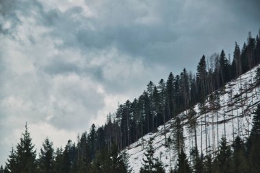 Dağlardaki kozalaklı ağaçlar, karla kaplı dağ manzarası, Tatras Polonya