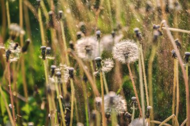 Dandelion puffballs, seeds on a green meadow on a sunny spring day, with dew drops and raindrops clipart