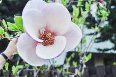 A pink delicate magnolia flower in spring on a branch clipart