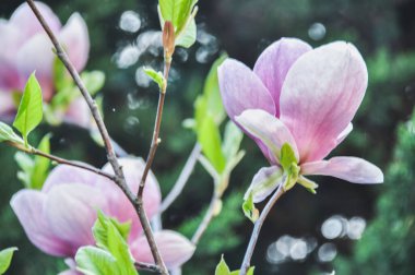 Pembe narin bir manolya çiçeği İlkbaharda dalda