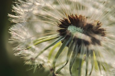 Dandelion puffballs, seeds on a green meadow on a sunny spring day close-up clipart