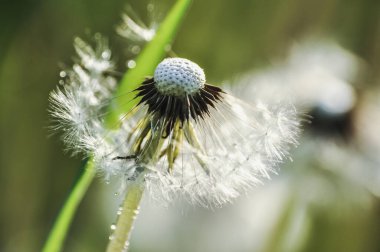 Dandelion puffballs, seeds on a green meadow on a sunny spring day close-up clipart