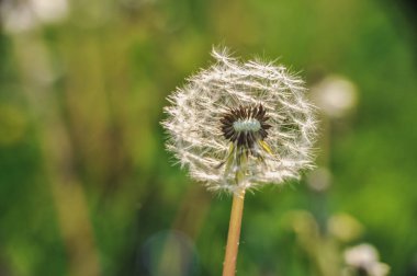Karahindiba topları, güneşli bir bahar gününde yeşil bir çayırdaki tohumlar.