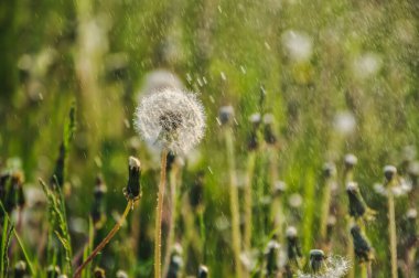 Dandelion puffballs, seeds on a green meadow on a sunny spring day, with dew drops and raindrops clipart