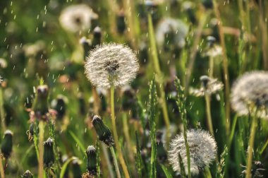 Karahindiba tütsüsü, çimenlikte tohumlar güneşli bir bahar gününde, çiğ damlaları ve yağmur damlalarıyla