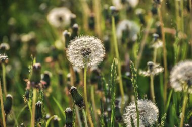 Karahindiba tütsüsü, çimenlikte tohumlar güneşli bir bahar gününde, çiğ damlaları ve yağmur damlalarıyla