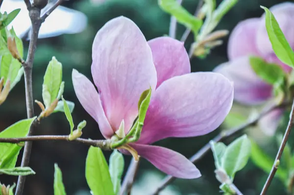 Pembe narin bir manolya çiçeği İlkbaharda dalda