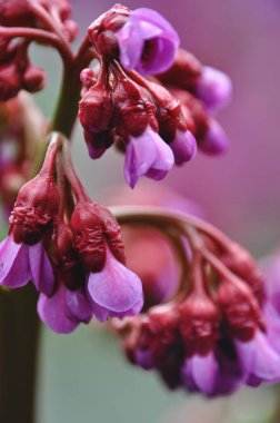 Güzel pembe çiçekler açan bir kümede, yakın plan.