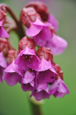 Güzel pembe çiçekler açan bir kümede, yakın plan.