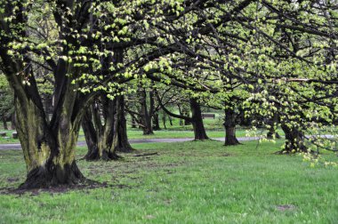 Yağmurdan sonra eski ıslak ağaçlar, ilkbaharın başlarında, yeşil yapraklar dallarda asılı.