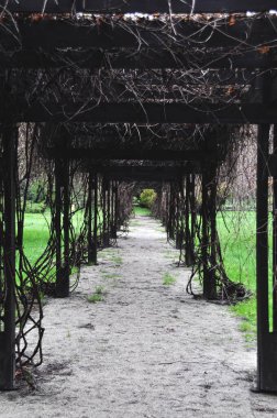 Yapraksız üzümlü Pergola, şehir parkında sadece tahta dallar.