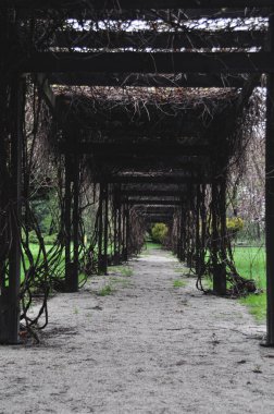 Yapraksız üzümlü Pergola, şehir parkında sadece tahta dallar.