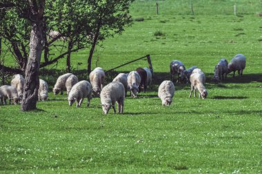 Otlakta otlayan beyaz bir koyun sürüsü..