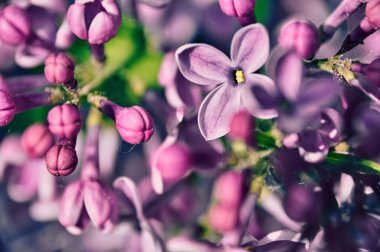 Pembe ve mor çiçeklerin yakın çekimi ve leylak dallarında gelişen tomurcuklar