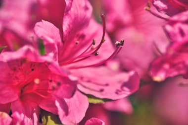 Baharda geniş, tamamen açmış pembe açelya rhododendron çiçeklerinin yakın çekimi.