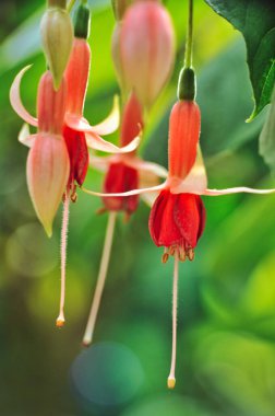Bahçede kırmızı, turuncu ve krem rengi fuşya çiçekleri asılı.