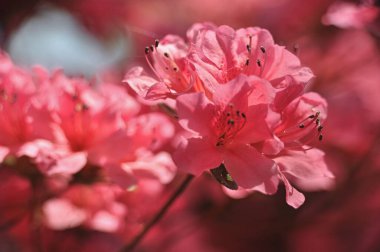 Baharda geniş, tamamen açmış pembe açelya rhododendron çiçeklerinin yakın çekimi.