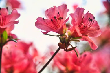 Baharda geniş, tamamen açmış pembe açelya rhododendron çiçeklerinin yakın çekimi.