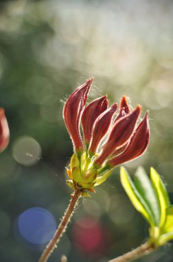 Büyük, dolu ve açılmamış portakal açelyası tomurcukları, ilkbahar.