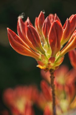 Büyük, dolu ve açılmamış portakal açelyası tomurcukları, ilkbahar.