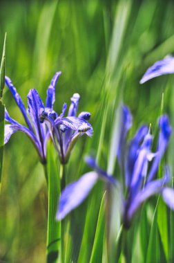 Baharda çayırda açan mavi-mor iris çiçeklerinin yakın çekimi