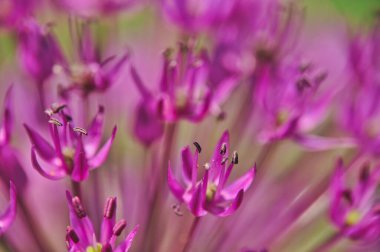 Baharda botanik bahçesinde açan soğan çiçeklerinin yakın çekimi