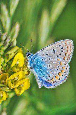 Mavi bir mavi kelebek (Polyommatus icarus) baharda açan sarı bir çiçeğin üzerinde oturur.
