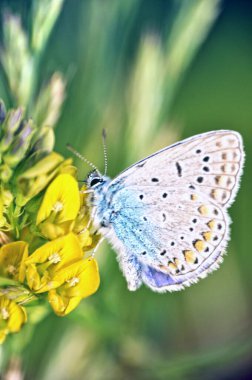 Mavi bir mavi kelebek (Polyommatus icarus) baharda açan sarı bir çiçeğin üzerinde oturur.