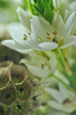 Mütevazı bir bahar buketinde beyaz mürver çiçeklerine yakın çekim