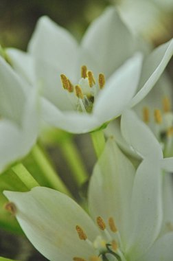 Mütevazı bir bahar buketinde beyaz mürver çiçeklerine yakın çekim
