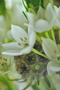 Mütevazı bir bahar buketinde beyaz mürver çiçeklerine yakın çekim