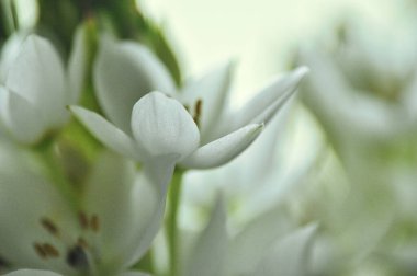Mütevazı bir bahar buketinde beyaz mürver çiçeklerine yakın çekim