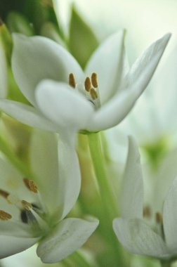 Mütevazı bir bahar buketinde beyaz mürver çiçeklerine yakın çekim