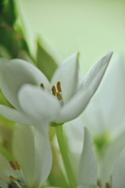 Mütevazı bir bahar buketinde beyaz mürver çiçeklerine yakın çekim