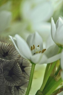 Mütevazı bir bahar buketinde beyaz, hırçın ve yıldızlı kuru çiçekler.