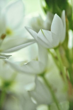 Mütevazı bir bahar buketinde beyaz mürver çiçeklerine yakın çekim