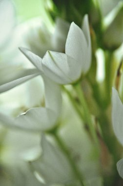 Mütevazı bir bahar buketinde beyaz mürver çiçeklerine yakın çekim