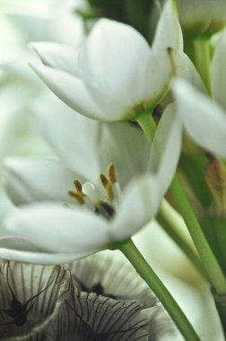 Mütevazı bir bahar buketinde beyaz mürver çiçeklerine yakın çekim