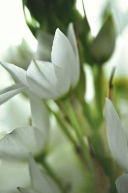 Mütevazı bir bahar buketinde beyaz mürver çiçeklerine yakın çekim