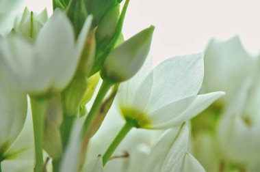 Mütevazı bir bahar buketinde beyaz mürver çiçeklerine yakın çekim