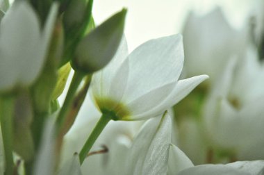 Mütevazı bir bahar buketinde beyaz mürver çiçeklerine yakın çekim