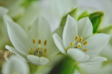 Mütevazı bir bahar buketinde beyaz mürver çiçeklerine yakın çekim