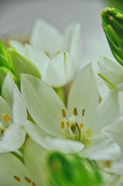 Mütevazı bir bahar buketinde beyaz mürver çiçeklerine yakın çekim