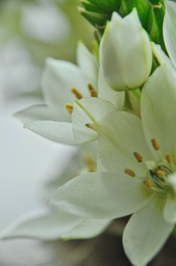 Mütevazı bir bahar buketinde beyaz mürver çiçeklerine yakın çekim