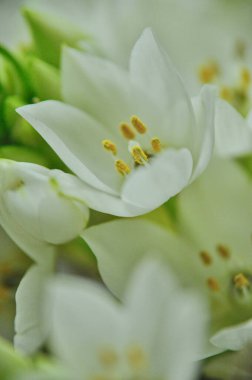 Mütevazı bir bahar buketinde beyaz mürver çiçeklerine yakın çekim