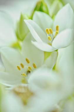 Mütevazı bir bahar buketinde beyaz mürver çiçeklerine yakın çekim