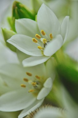 Mütevazı bir bahar buketinde beyaz mürver çiçeklerine yakın çekim